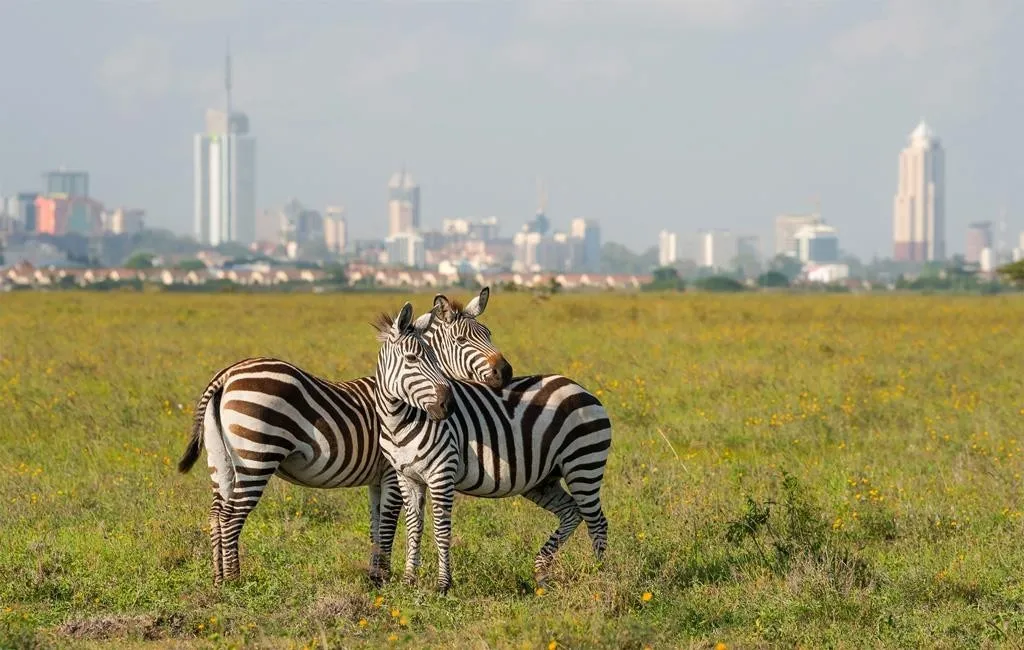 Tourists on safari