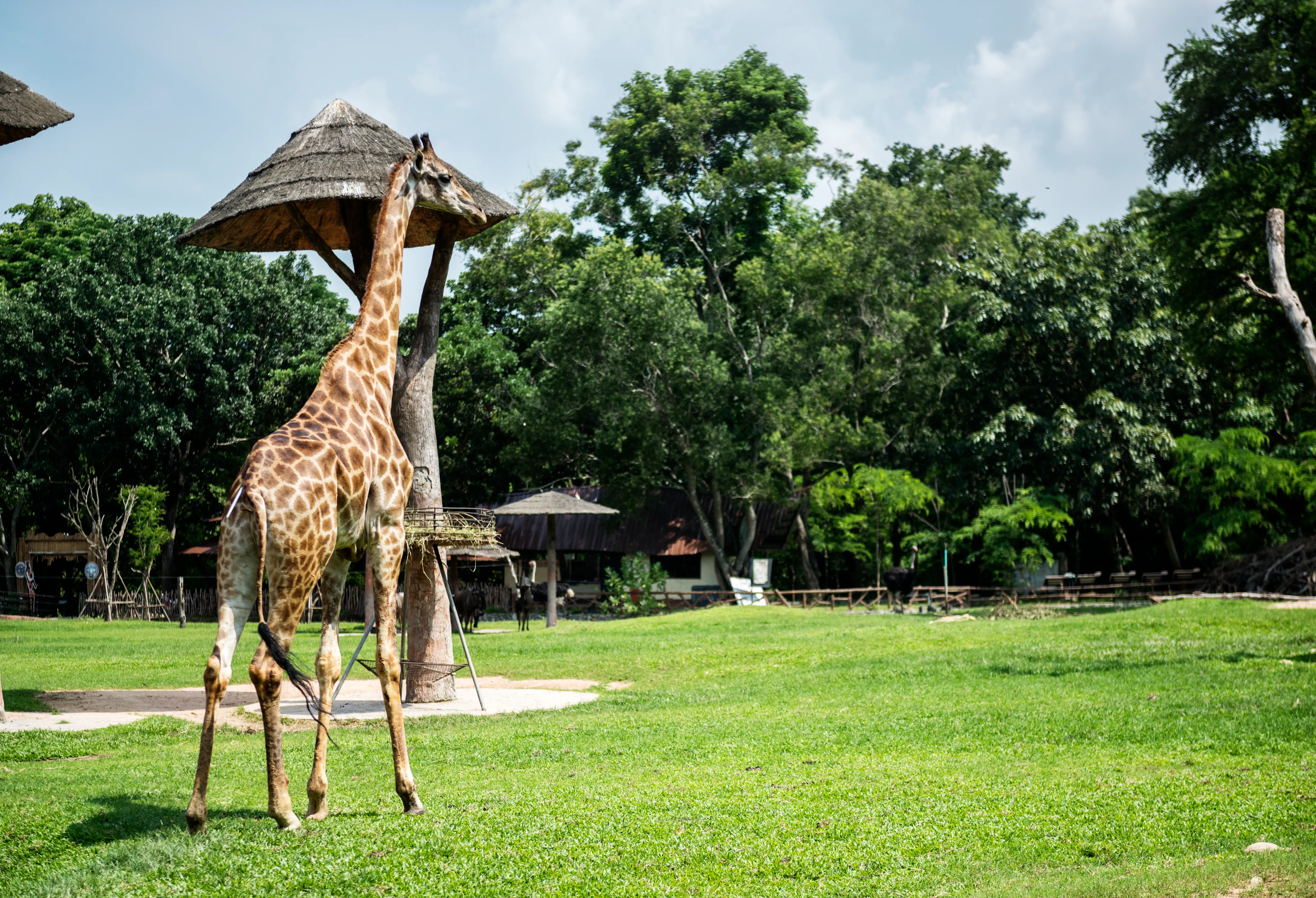 Giraffe Centre & Elephant Orphanage